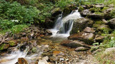 Bir dağ ormandaki küçük bir şelale.