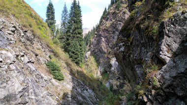 Kozalaklı yeşil ağaçlar nehir kıyısındaki vadide