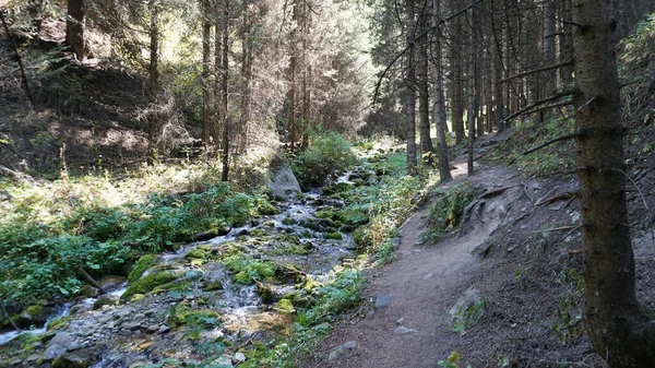 Uma trilha florestal ao longo de um rio de montanha. — Fotografia de Stock