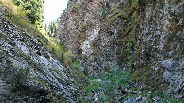 Árboles verdes de coníferas en el barranco con el río — Foto de Stock