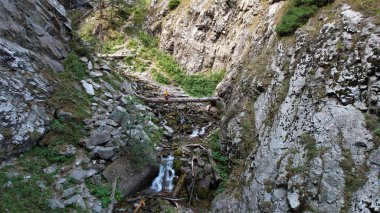 Adam nehrin üzerindeki büyük bir ağaçta oturuyor..