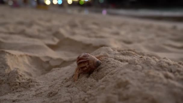 Ерміт краб з милими очима працює на піску . — стокове відео