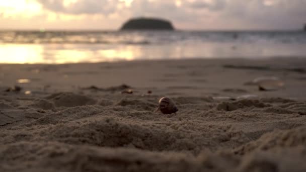 Краб-отшельник с красивыми глазами бежит по песку. — стоковое видео