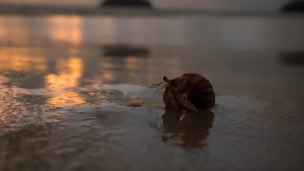Caranguejo eremita com olhos bonitos corre na areia. — Vídeo de Stock