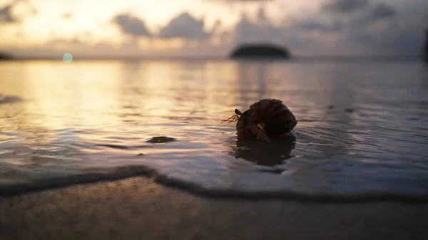 Hermit crab with cute eyes runs on the sand. — ストック写真