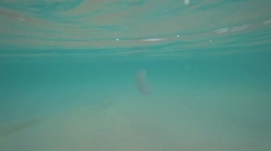 Pembe buzağılı bir denizanası suyun altında yüzer..