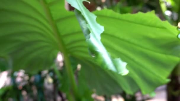 A large green caterpillar eats a green leaf. — Stok video