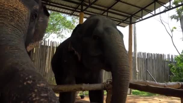 Elephants eat watermelons from the hands of a girl — ストック動画