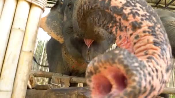 Elephants eat watermelons from the hands of a girl — Video Stock