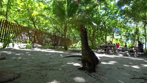 The monitor lizard tries to lick the mans hand. — Stock video