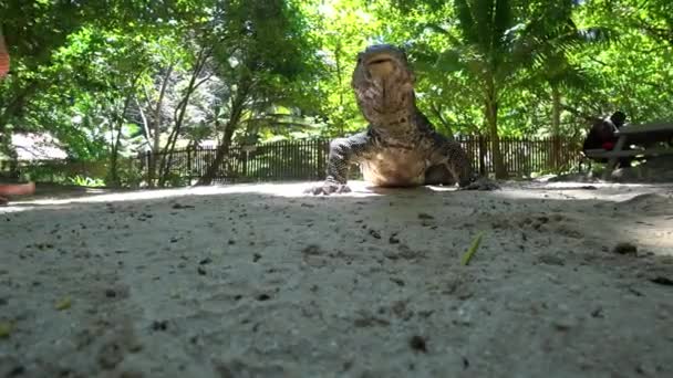 The monitor lizard tries to lick the mans hand. — Stock video