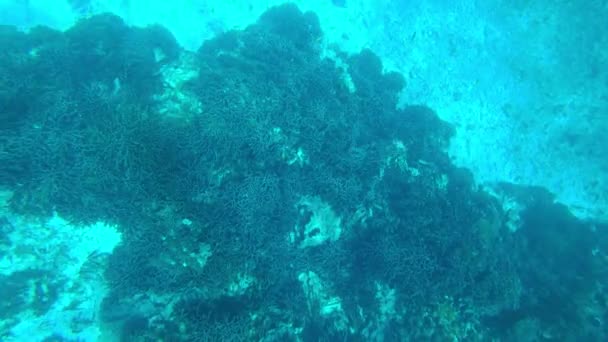 Esnórquel en el mar de Andamán. Los corales están muriendo — Vídeo de stock