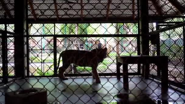 Beautiful tigers in aviary. Completely different — Stockvideo