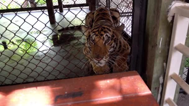 Beautiful tigers in aviary. Completely different