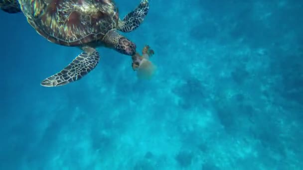 A turtle swims in the open ocean. Clear water — стоковое видео