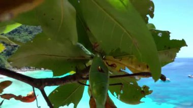 Körfezde turkuaz su var. Adanın manzarası.