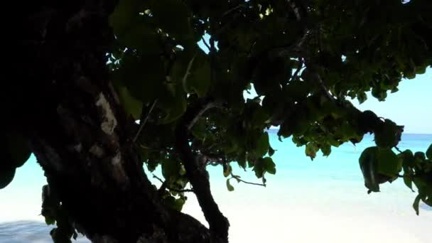 Una playa blanca como la nieve en la isla de Similan. — Vídeo de stock