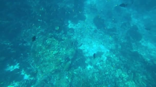 Snorkeling dans la mer d'Andaman. Les coraux meurent — Video