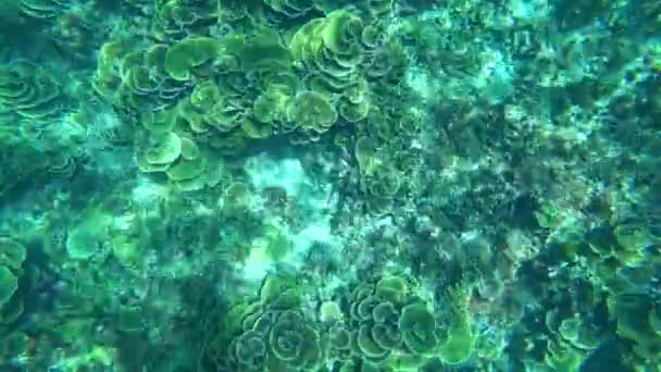 Snorkeling in the Andaman Sea. Corals are dying — Stock Video