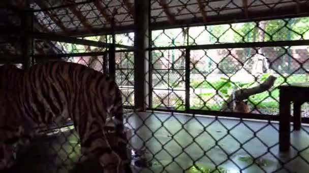 Beautiful tigers in aviary. Completely different — Stockvideo