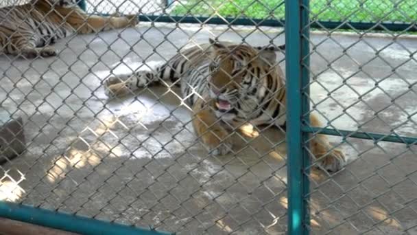 漂亮的老虎在鸟笼里。完全不同 — 图库视频影像