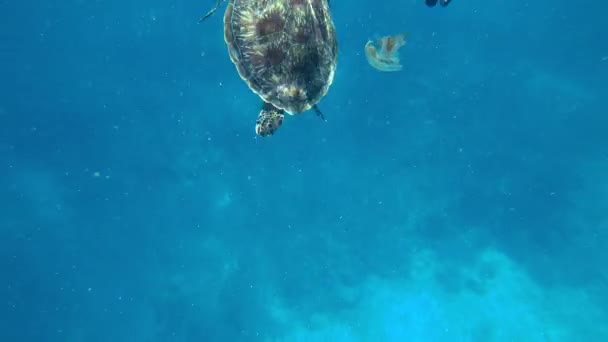 海龟在开阔的海洋里游泳.清水 — 图库视频影像