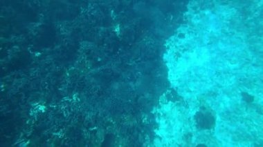 A turtle swims in the open ocean. Clear water