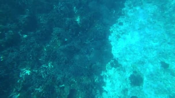 A turtle swims in the open ocean. Clear water — Video
