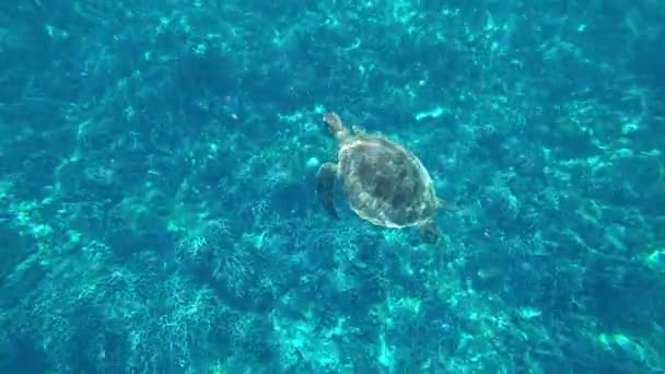 A turtle swims in the open ocean. Clear water — Wideo stockowe