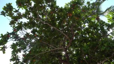 Tropikal ağaçlara ve gökyüzüne bakıyorum.
