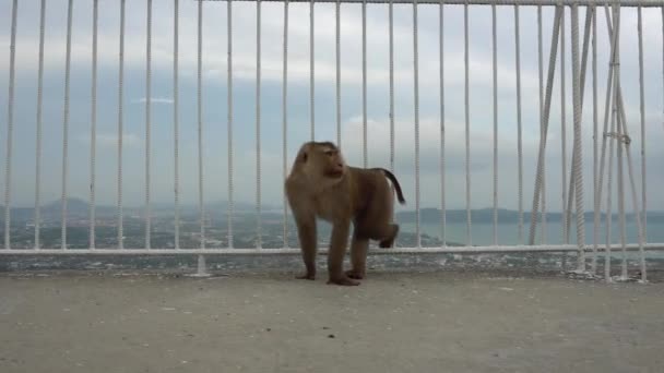 The monkey poses near the fence, and then goes. — ストック動画