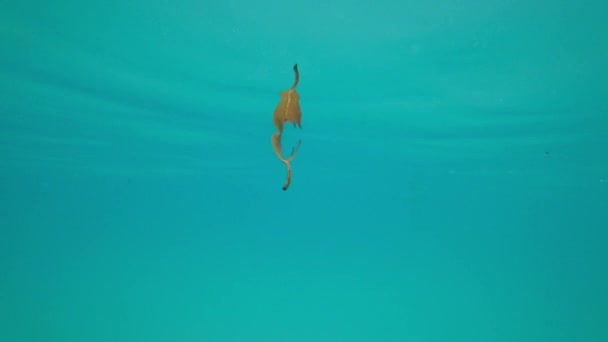 Желтый лист плавает под водой в лучах солнца — стоковое видео