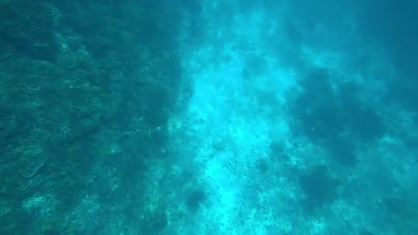 Snorkeling in the Andaman Sea. Corals are dying — Stock Video