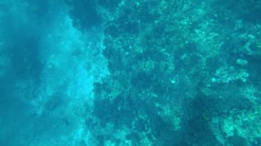 Andaman Denizi 'nde şnorkelle yüzmek. Mercanlar ölüyor.