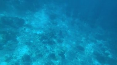 Andaman Denizi 'nde şnorkelle yüzmek. Mercanlar ölüyor.