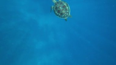 Bir kaplumbağa açık denizde yüzer. Temiz su