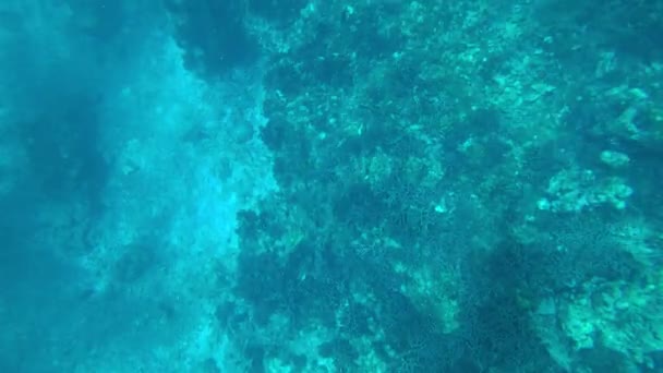 Andaman Denizi 'nde şnorkelle yüzmek. Mercanlar ölüyor. — Stok video