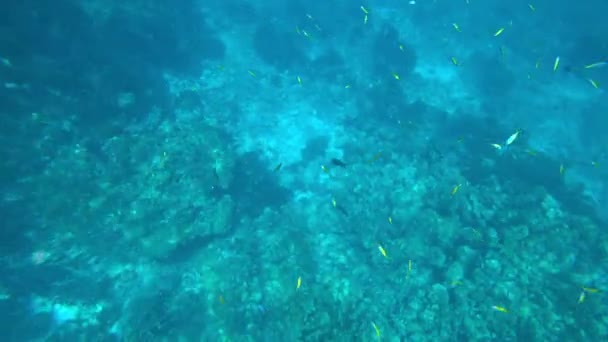 안 다만 해에서 스노클링. 죽어 가는 산호 — 비디오