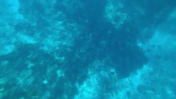 Schnorcheln in der Andamanensee. Korallen sterben ab — Stockvideo