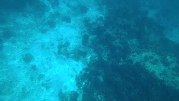 Snorkeling in the Andaman Sea. Corals are dying — Stockvideo