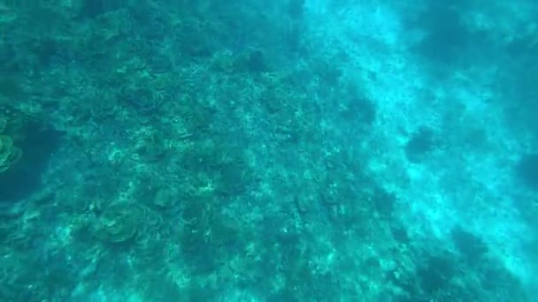 Snorkeling in the Andaman Sea. Corals are dying — Stock Video