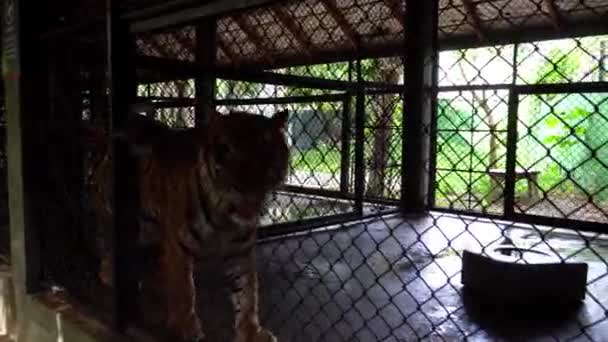 Vackra tigrar i aviary. Helt annorlunda. — Stockvideo