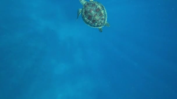 Żółw pływa w otwartym oceanie. Czysta woda — Wideo stockowe