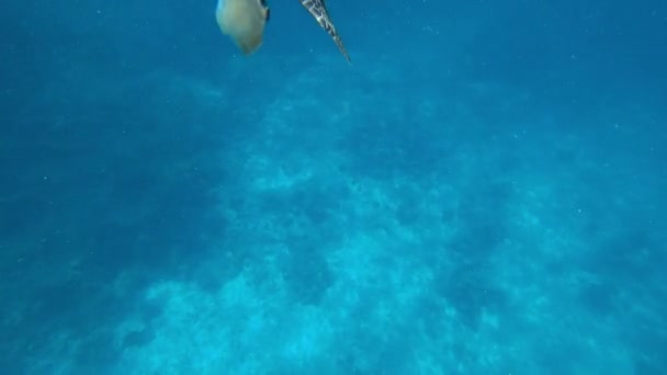 Una tartaruga nuota nell'oceano aperto. Acqua pulita — Video Stock