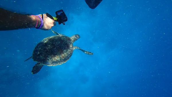 Shoots on an action camera as a turtle swims — Stock Photo, Image
