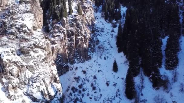 Árvores de abeto alto e pedras estão em um desfiladeiro nevado. — Vídeo de Stock