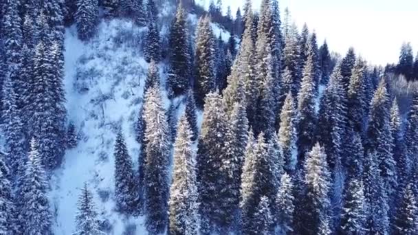 Horský les je celý pokrytý sněhem — Stock video