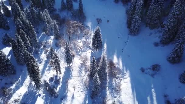 Горный лес полностью покрыт снегом — стоковое видео