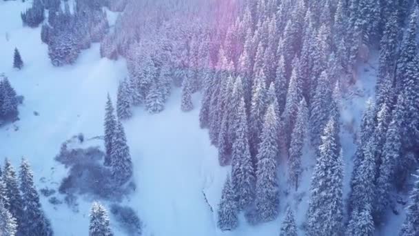 Bosque de montaña está completamente cubierto de nieve — Vídeo de stock