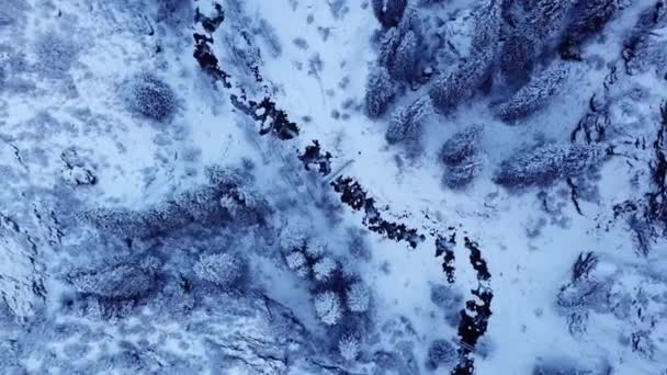 Metalowy most wśród wysokich jodł w górach. — Wideo stockowe